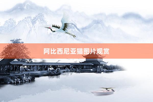 阿比西尼亚猫图片观赏